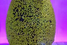 uova colombe pasqua artigianali 10