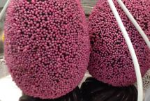 uova colombe pasqua artigianali