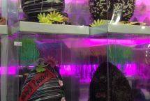 uova colombe pasqua artigianali